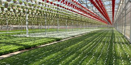 CK Greenhouses - CoBank