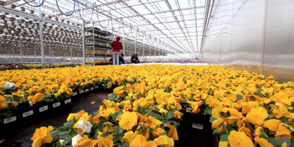 CK Greenhouses - CoBank